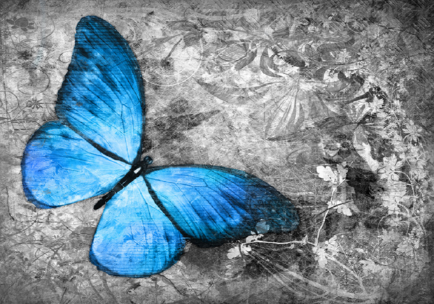 Vlinder fotobehang Blauw