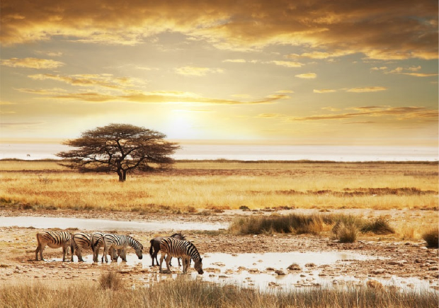 Afrikaanse savanne fotobehang