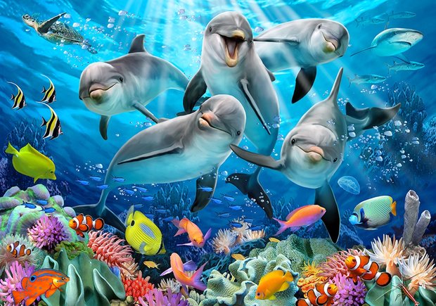 Onderwater behang Dolfijnen