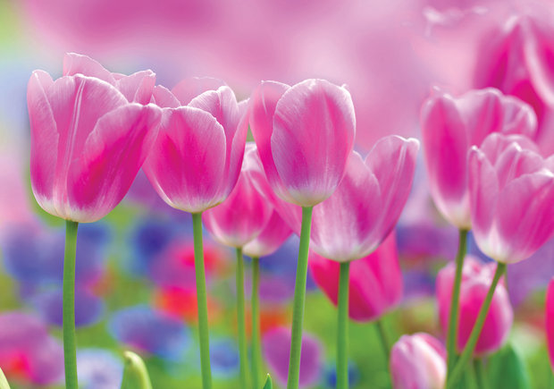 Roze tulpen fotobehang