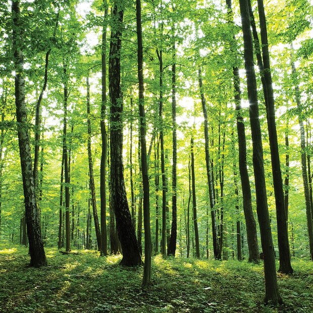 Bos fotobehang Natuur