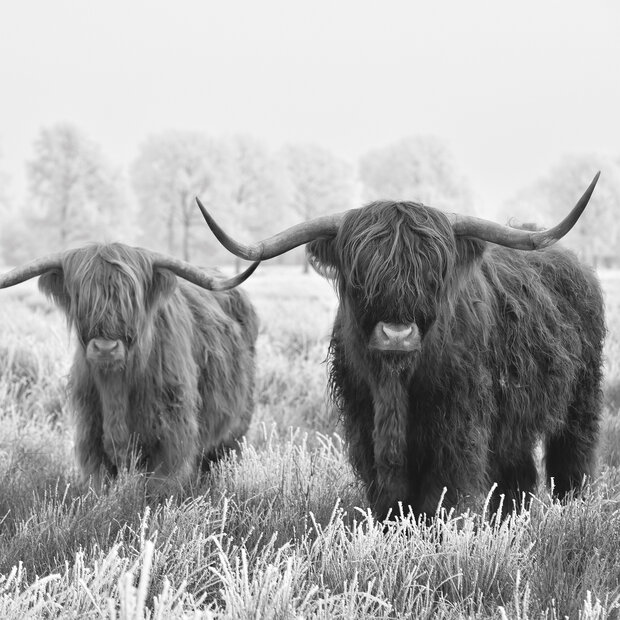 Schotse Hooglanders fotobehang zw/w