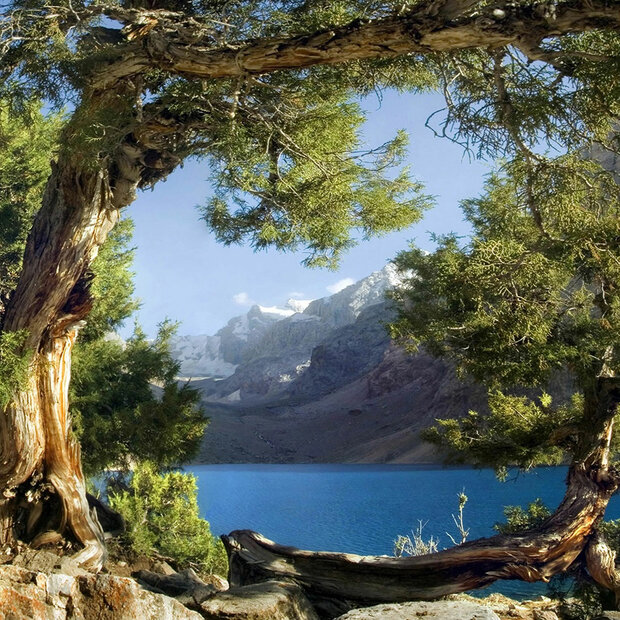 Bos fotobehang Bergmeer 