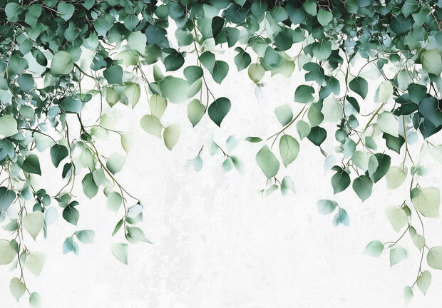 Hangende Eucalyptus bladeren fotobehang