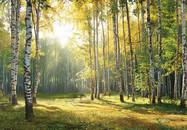 Zonnig Berkenbos fotobehang V89