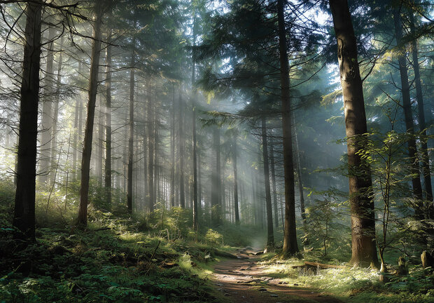 Bos fotobehang Zonnestralen in het Woud