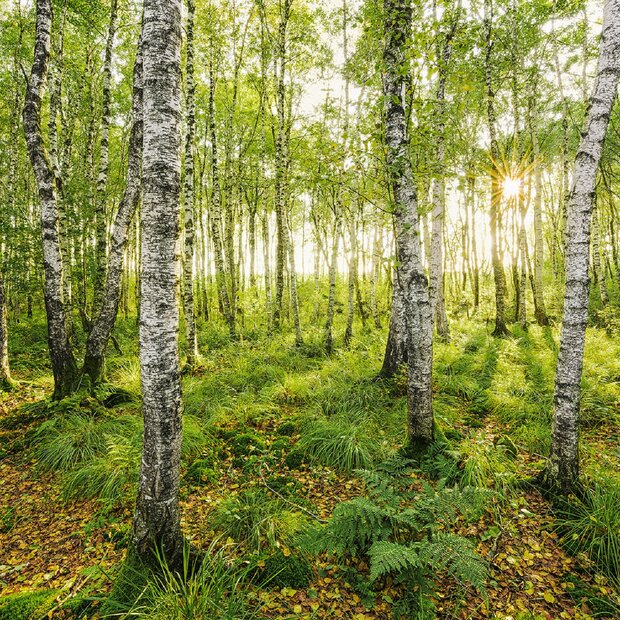 Bos fotobehang Birch Trees - SH