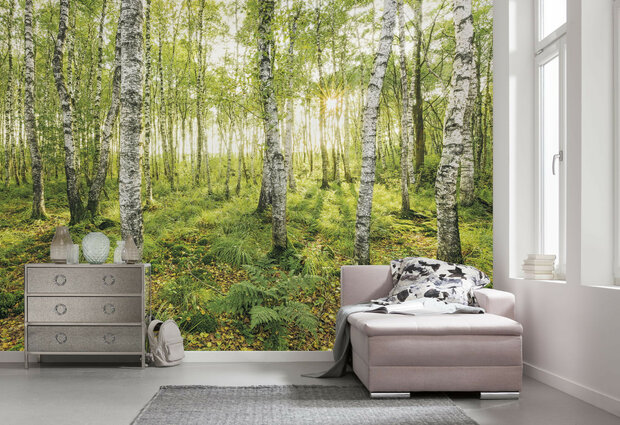 Bos fotobehang Birch Trees - SH