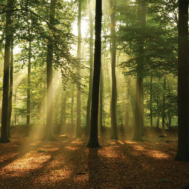 Bos fotobehang Zonnestralen door bomen