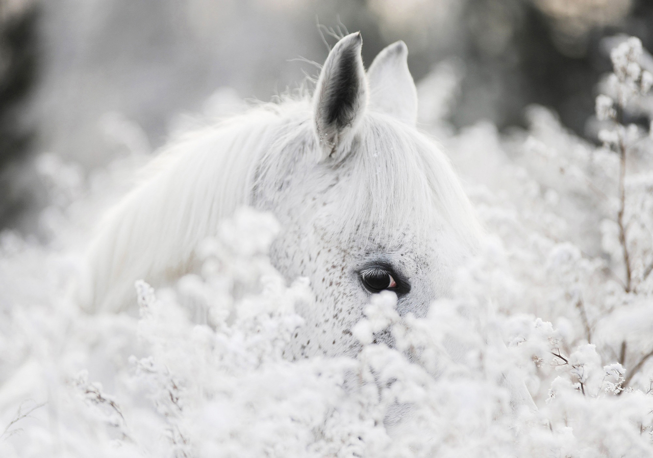 opwinding vertaler uitbarsting Wit Paard fotobehang Shy | Muurdeco4kids