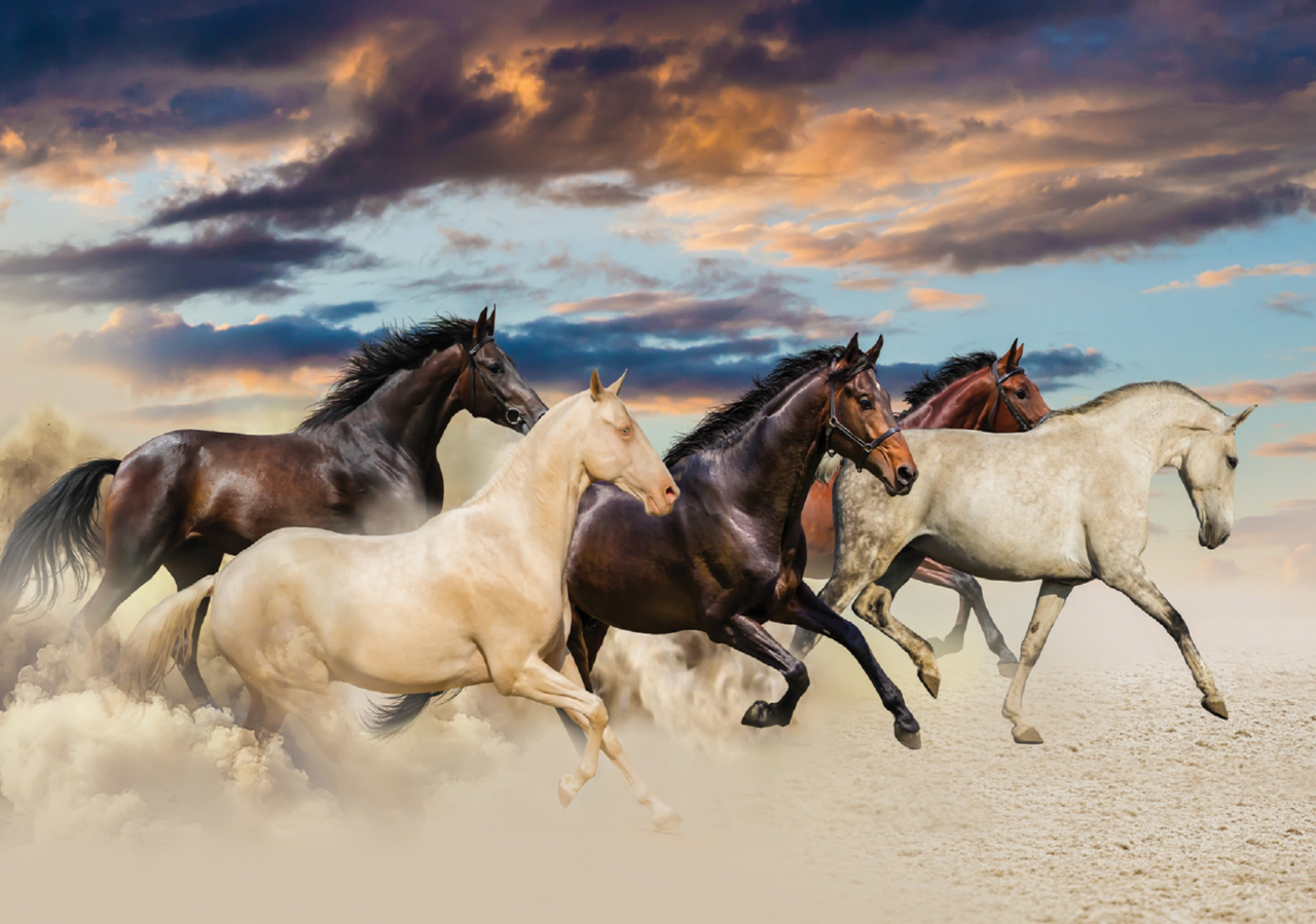 Vervagen Kustlijn landelijk Paarden fotobehang In galop | Muurdeco4kids