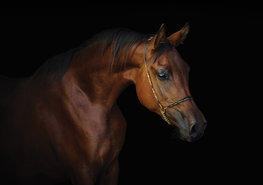 Paarden fotobehang Arabisch volbloed