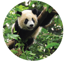 Panda Behangcirkel