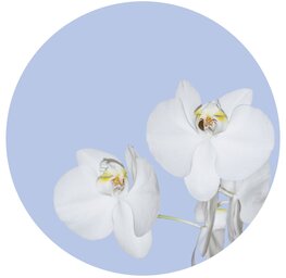 Bloemen Behangcirkel Orchidee