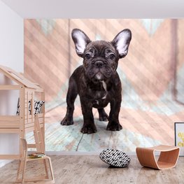 Honden fotobehang Franse Bulldog pup