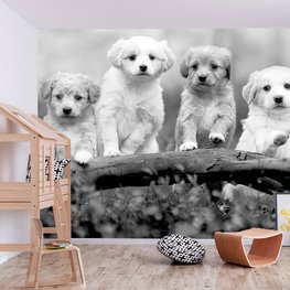 Honden fotobehang Vier Puppies