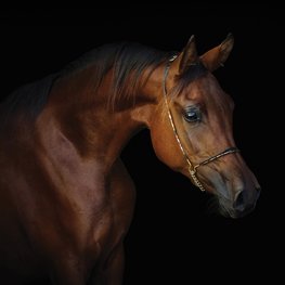 Paarden fotobehang Arabisch volbloed