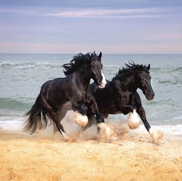 Paarden fotobehang Shire