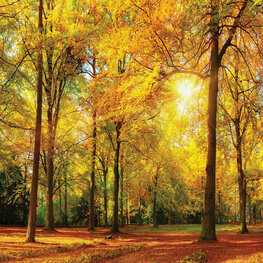 Bos fotobehang Golden Dawn