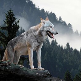 Fotobehang Wolf bij mistig bos