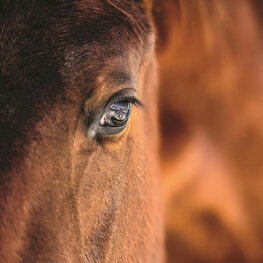 Bruin Paard fotobehang Oog