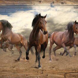 Wilde paarden fotobehang