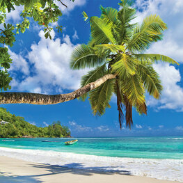 Strand behang Palmboom bij zee