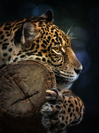 Jungle fotobehang Panter L1