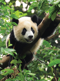 Jungle fotobehang Panda L1
