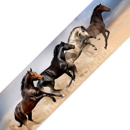 Paarden behangrand NW